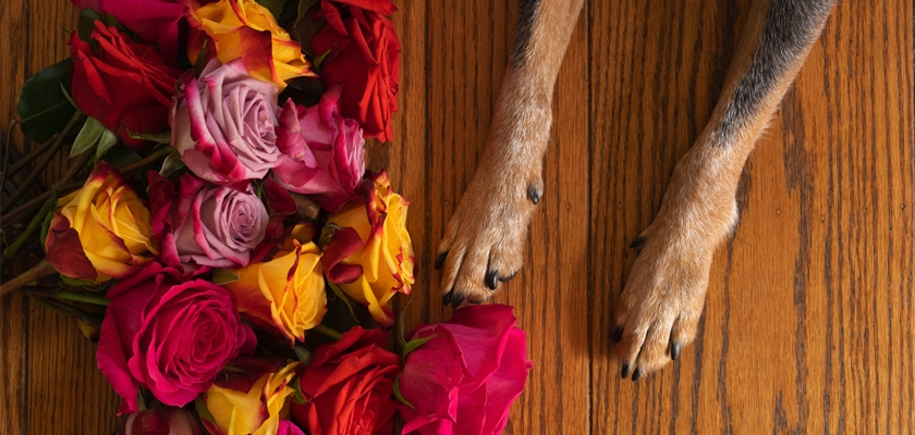 A vibrant mix of roses in red, pink, and orange beside a dog's paws resting on a wooden surface.