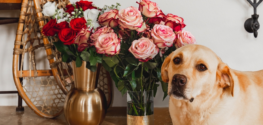 A golden Labrador sitting beside a vibrant bouquet of mixed roses in a stylish vase.