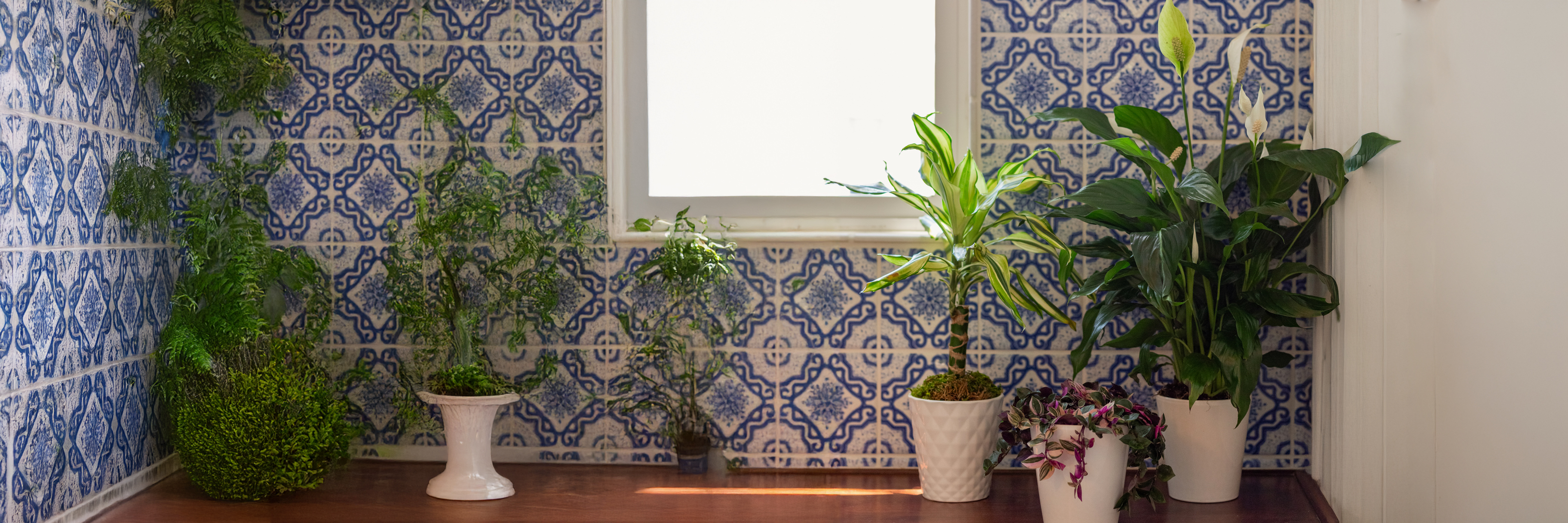Lush indoor plants arranged in stylish pots against a blue patterned wall, enhancing home decor.
