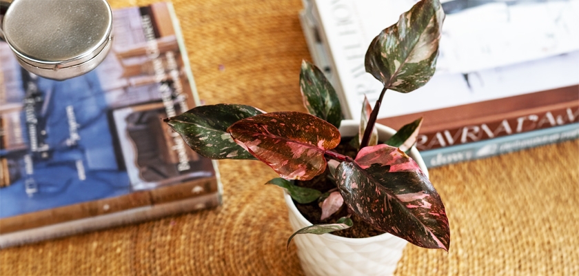 A vibrant potted plant with pink and green leaves, accenting a cozy home decor setting.