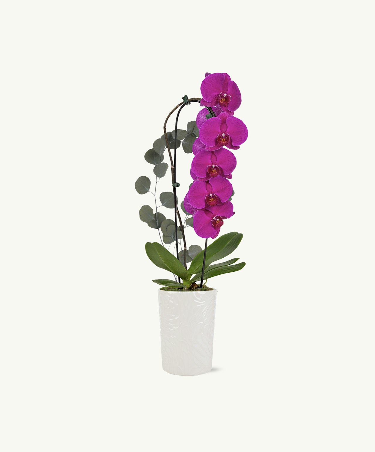 A stunning Cascading Elegance Orchid reflecting the beauty of the NY Botanical Garden.