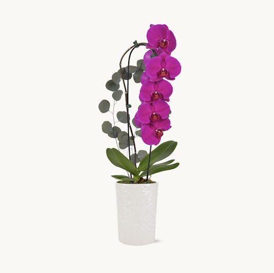 A stunning Cascading Elegance Orchid reflecting the beauty of the NY Botanical Garden.
