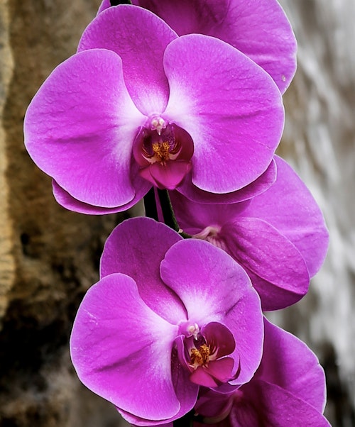 NYBG Orchid