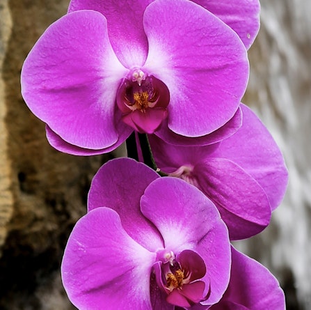 Vibrant purple orchids with delicate white centers, showcasing natural beauty and elegance.