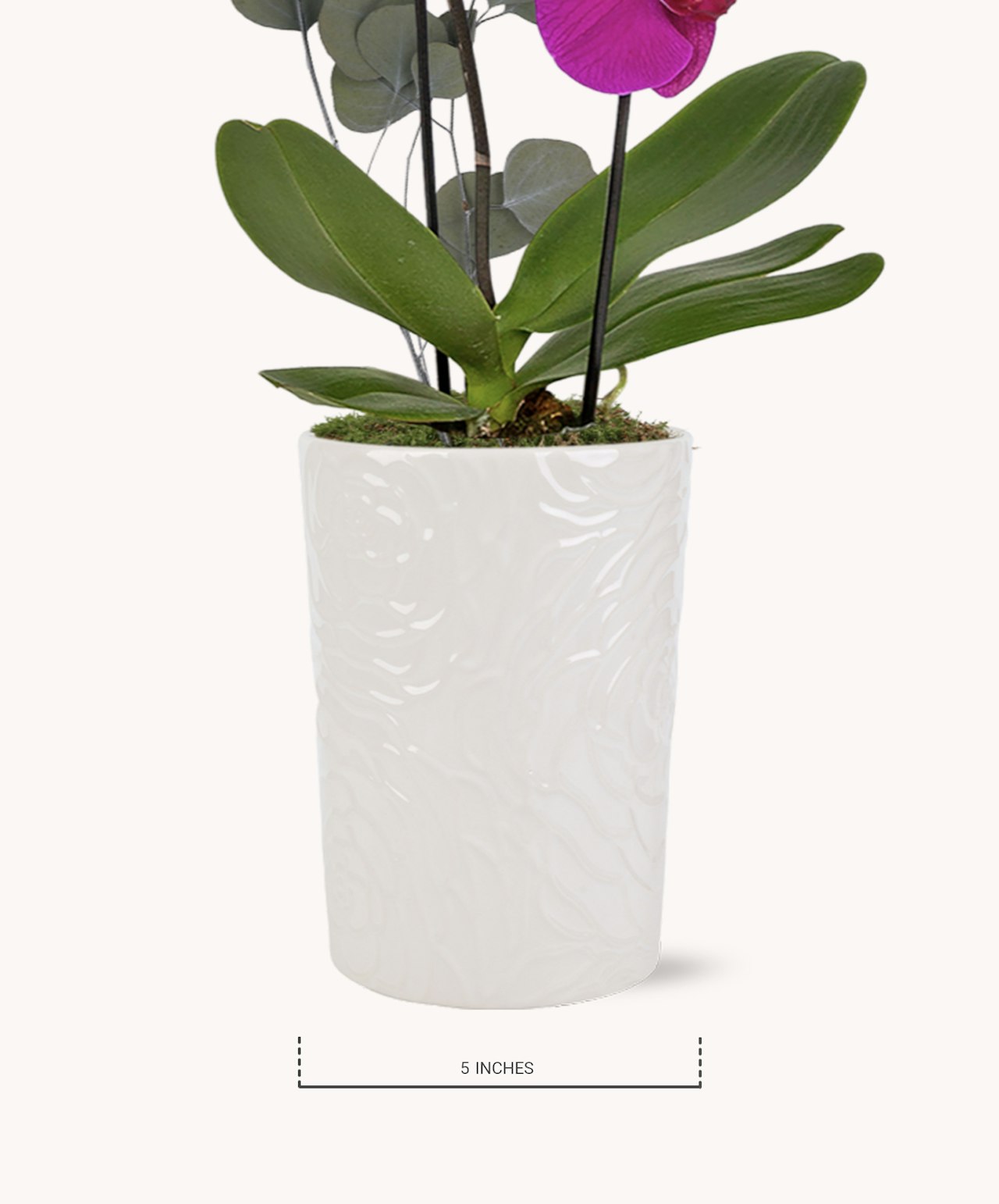 Cascading Elegance Orchid in full bloom inside of a white 5-inch wide planter.