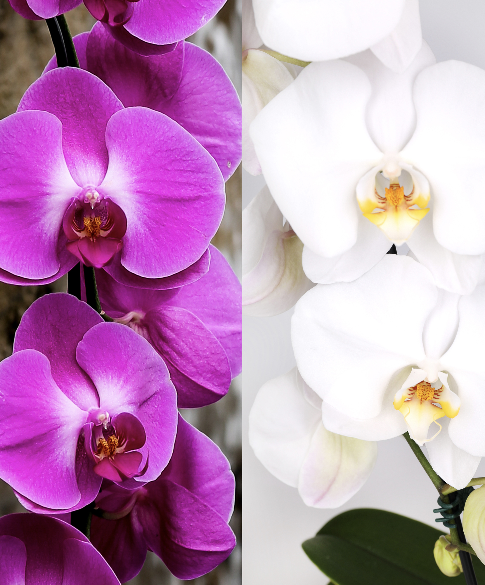 NYBG Perfect Harmony Orchid | Potted phalaenopsis orchid in
