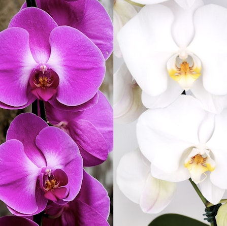 Elegant pink and white orchids displayed side by side, showcasing exotic beauty and charm.