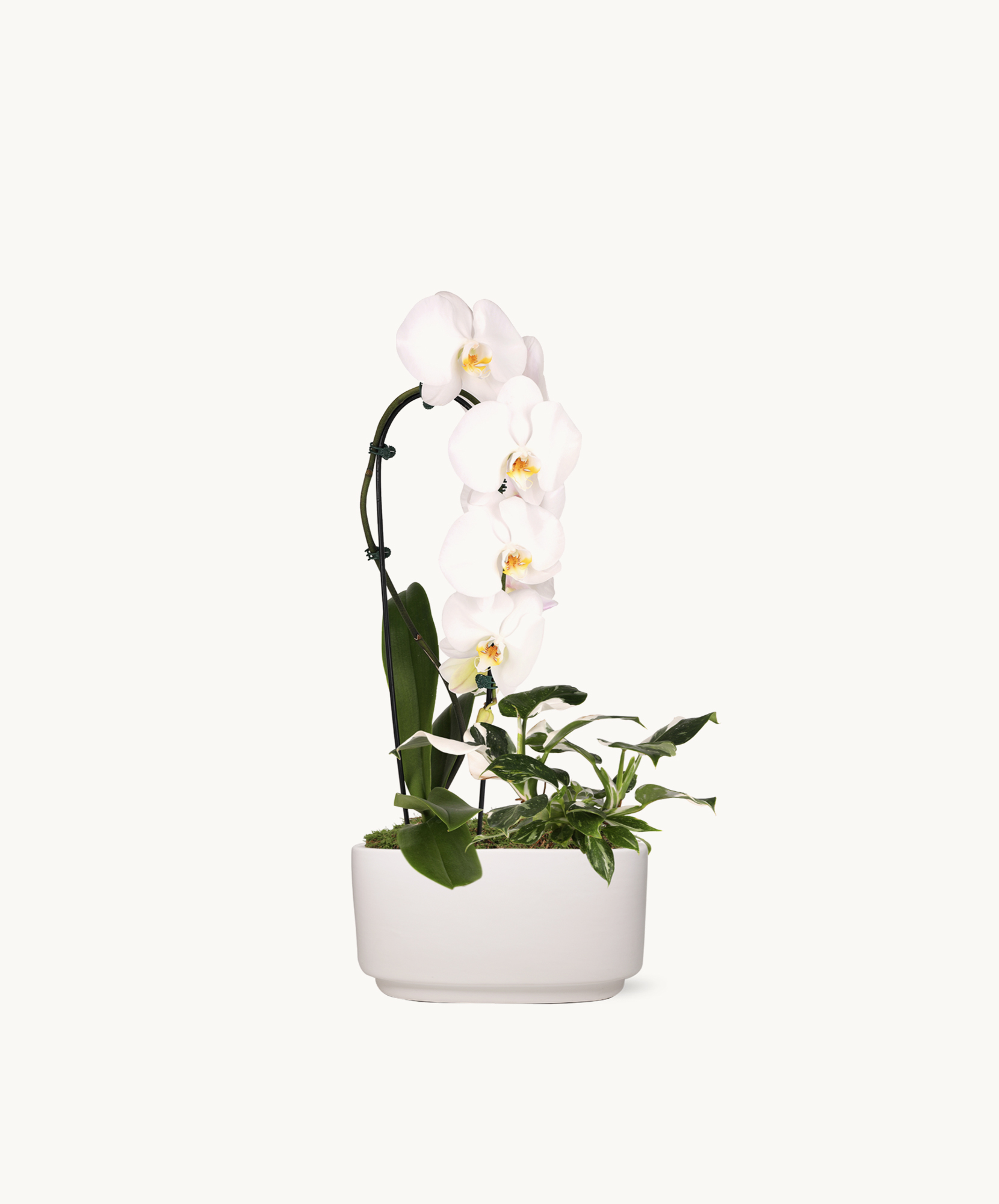 Elegant white orchids gracefully displayed in a modern white pot, enhancing contemporary decor.