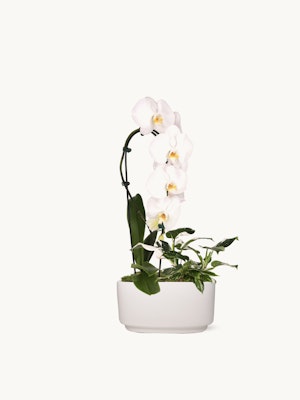 Elegant white orchids gracefully displayed in a modern white pot, enhancing contemporary decor.