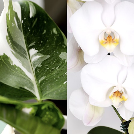 Elegant close-up of a variegated leaf alongside a stunning white orchid, showcasing nature's beauty.