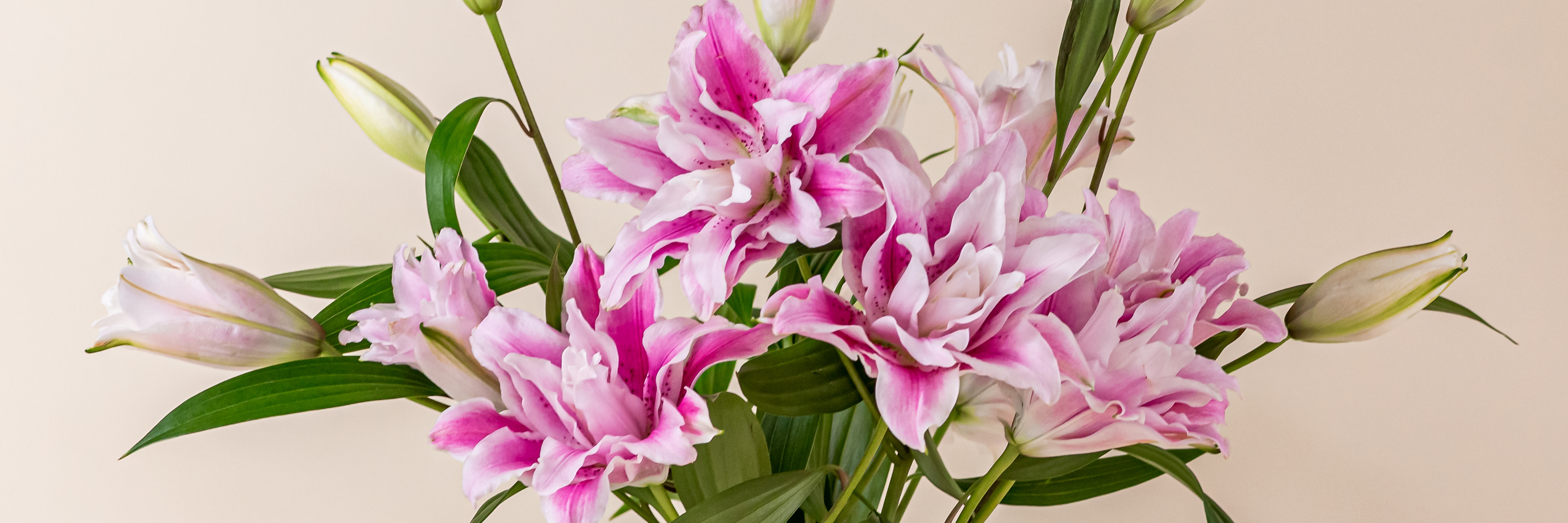 Elegant bouquet of pink and white lilies, showcasing soft petals and fresh green leaves.