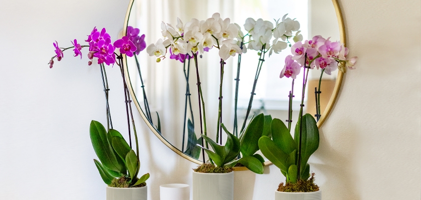 Elegant display of purple and white orchids in stylish pots, reflected in a round mirror.