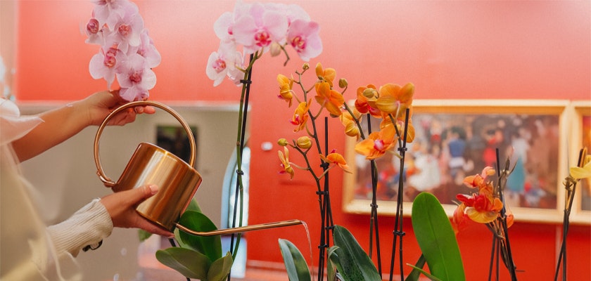 A person watering vibrant orchids in a bright gallery setting, showcasing nature's beauty indoors.