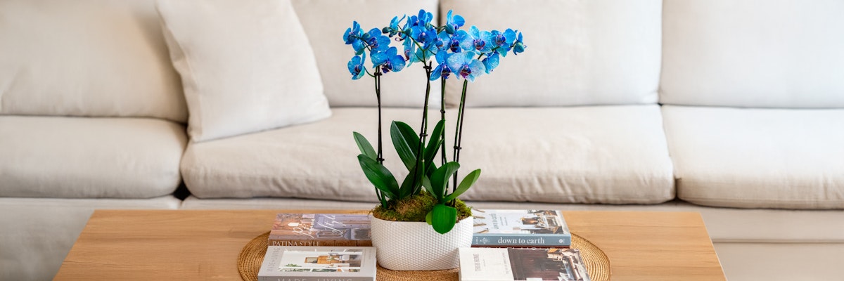 Vibrant blue orchids in a stylish pot, decorated on a wooden coffee table with magazines.