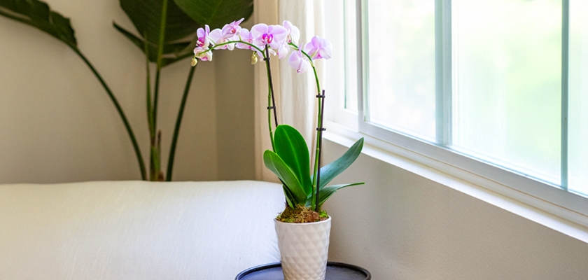 Elegant potted orchid with vibrant purple blooms, enhancing a bright indoor space near a window.