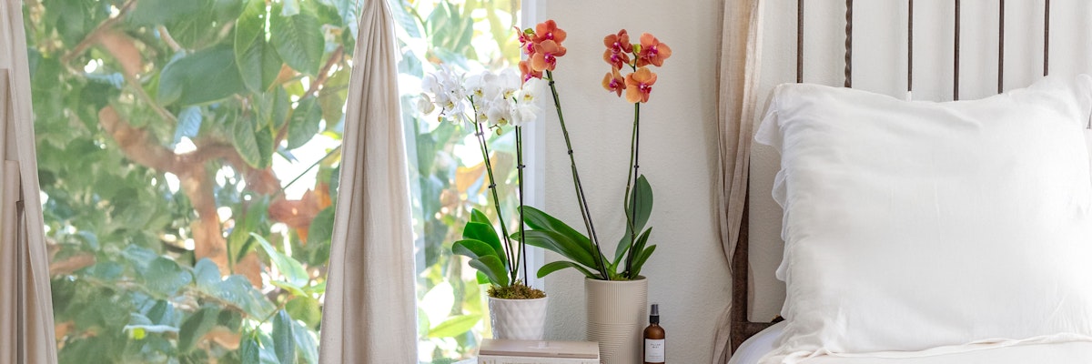 Brightly colored orchids in pots on a bedside table, enhancing a cozy bedroom atmosphere.