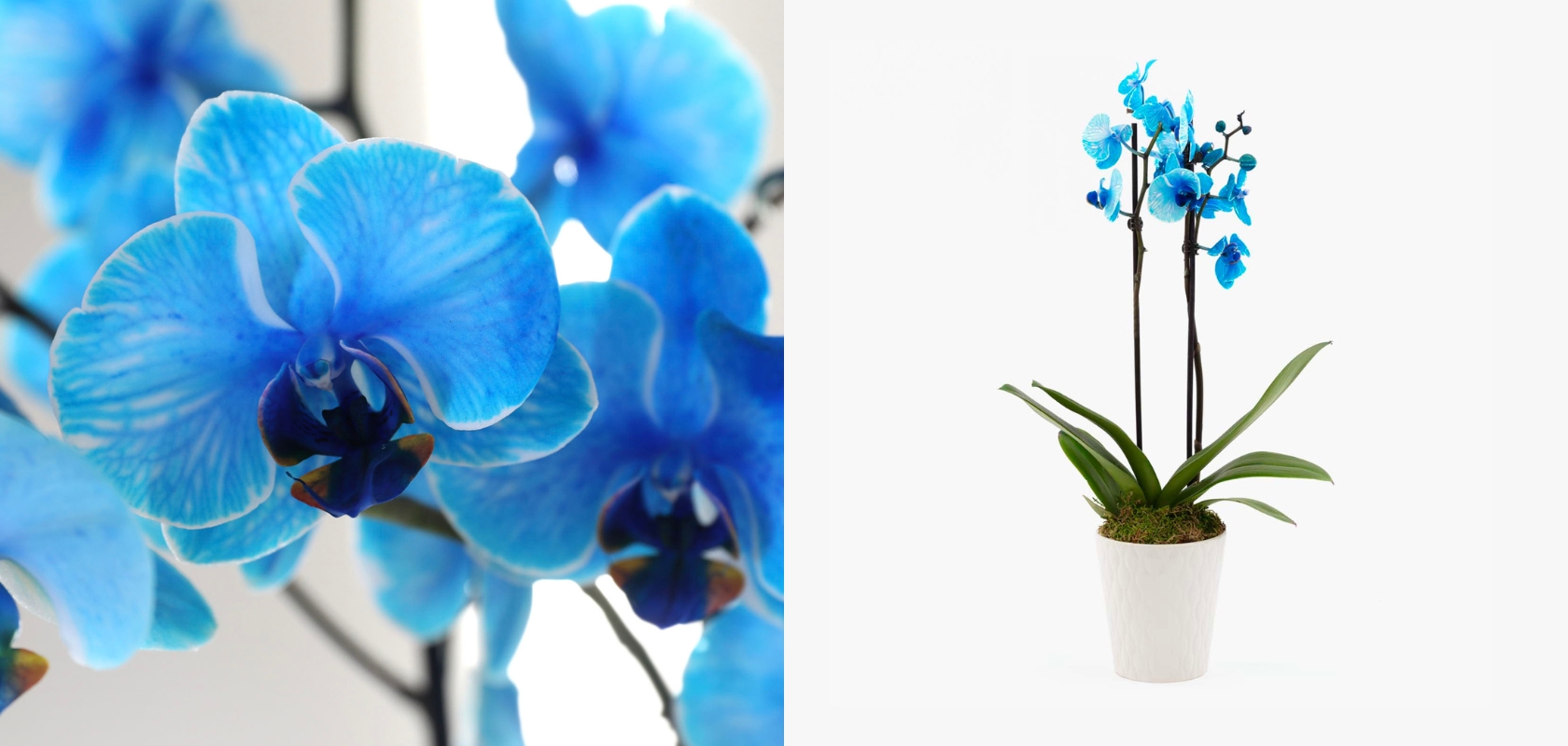 Vibrant blue orchids with intricate petals, elegantly displayed in a modern white pot.