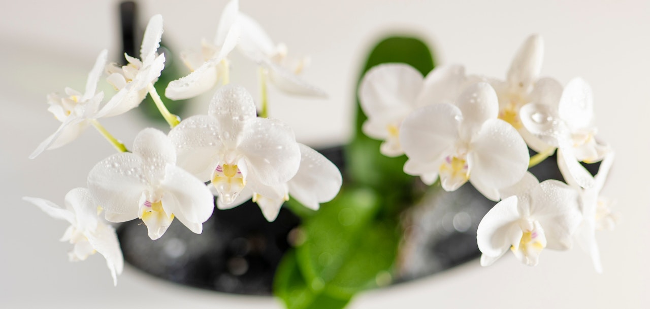 Elegant white orchids adorned with water droplets, showcasing their delicate beauty and lush green leaves.