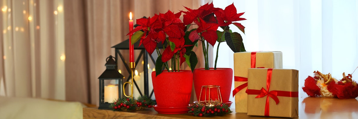 Festive decor featuring vibrant red poinsettias, decorative candles, and beautifully wrapped gifts.