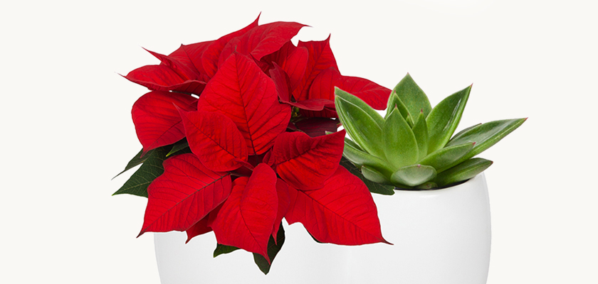 Vibrant red poinsettia paired with a succulent in a sleek white planter, perfect for holiday decor.