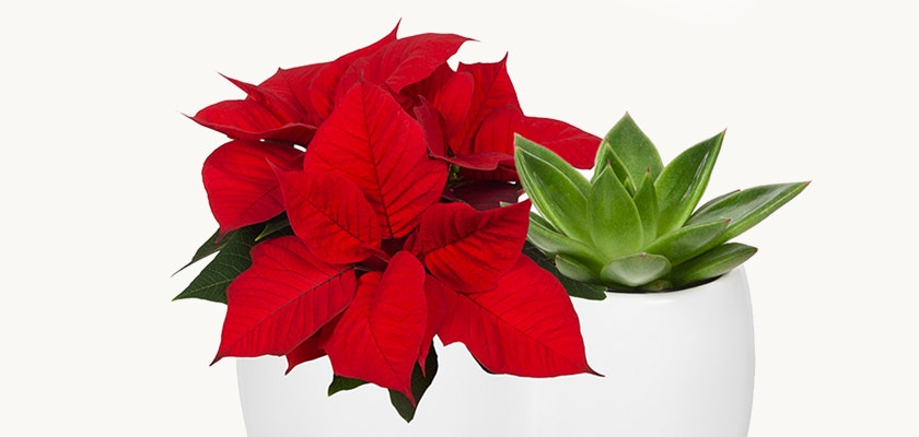 Vibrant red poinsettia paired with a succulent in a sleek white planter, perfect for holiday decor.