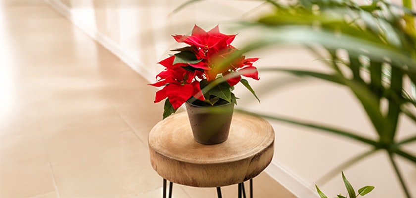 Vibrant red poinsettias in a stylish pot, adding elegance to any indoor space.