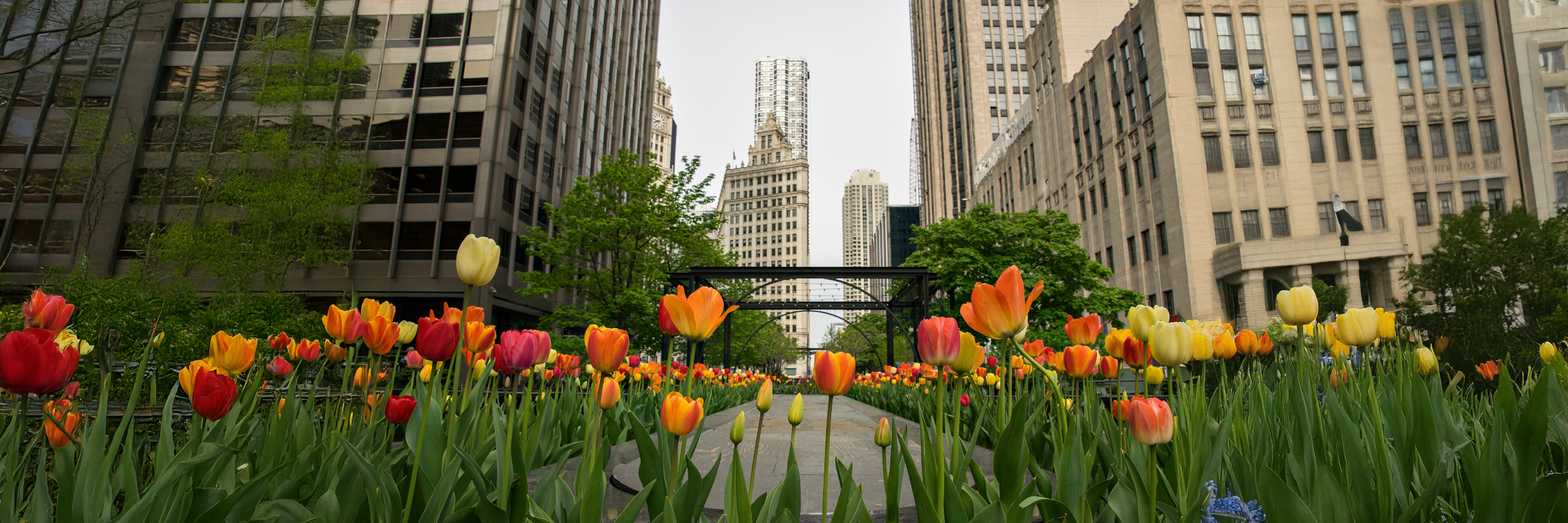 Vibrant tulip garden in the city, showcasing colorful blooms against tall buildings backdrop.