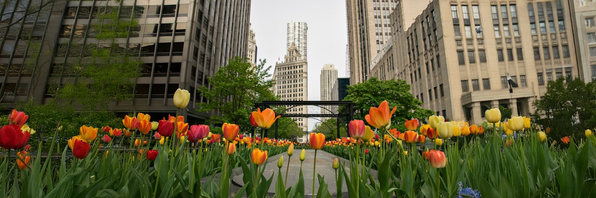 Vibrant tulip garden in the city, showcasing colorful blooms against tall buildings backdrop.