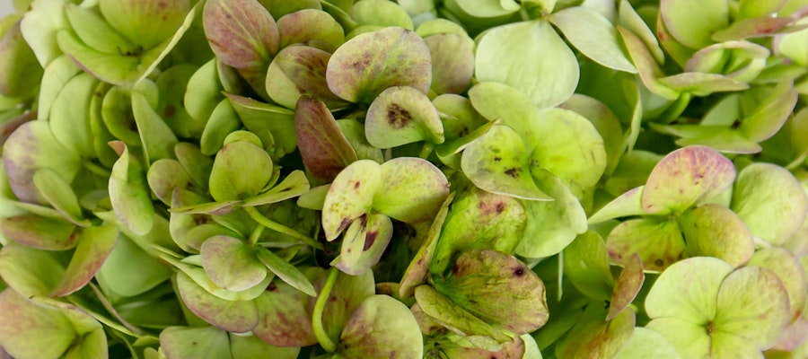 Lush green leaves with subtle pink hues, creating a vibrant natural texture perfect for decor.