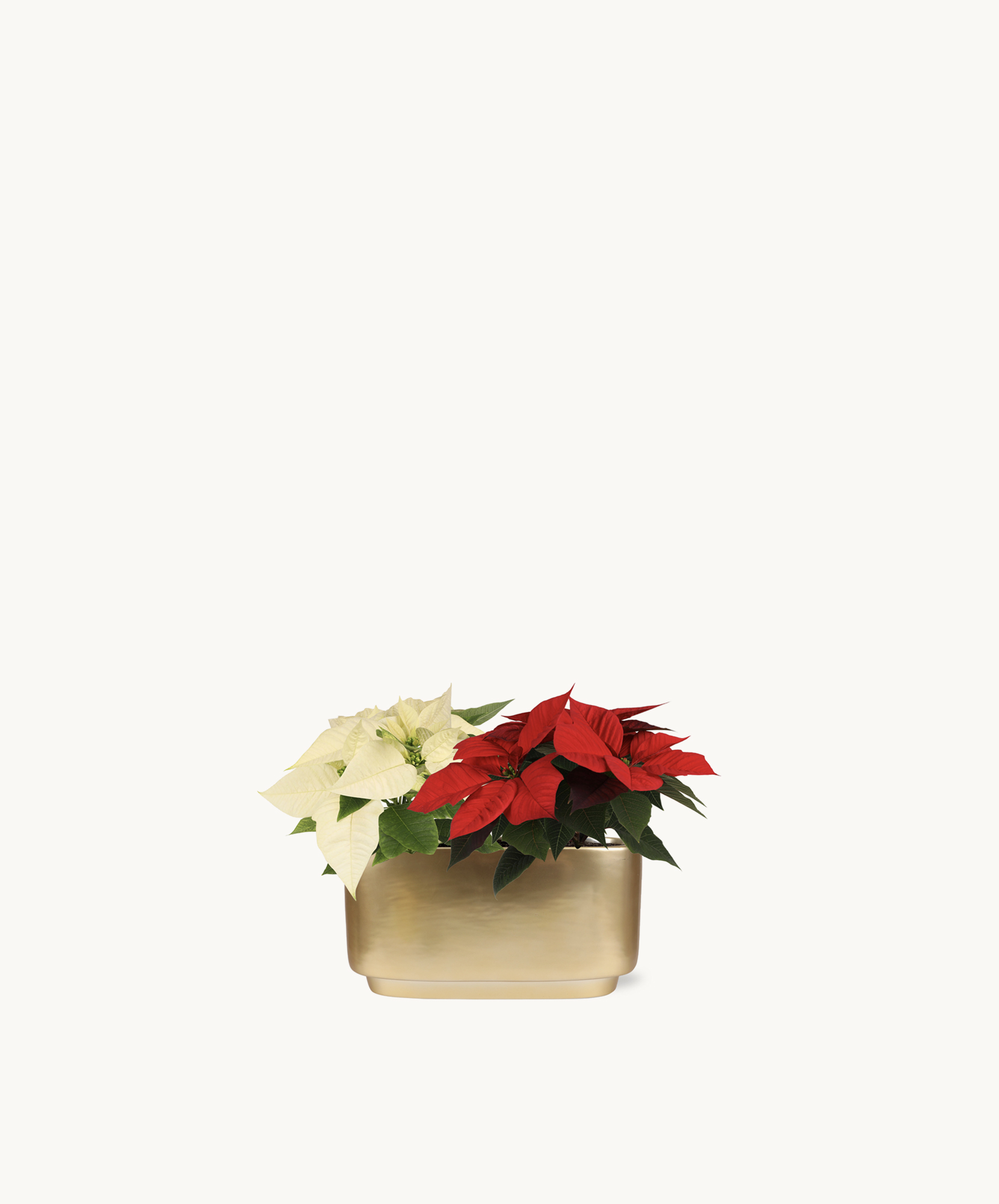 Festive poinsettia arrangement featuring vibrant red and white blooms in a golden planter.
