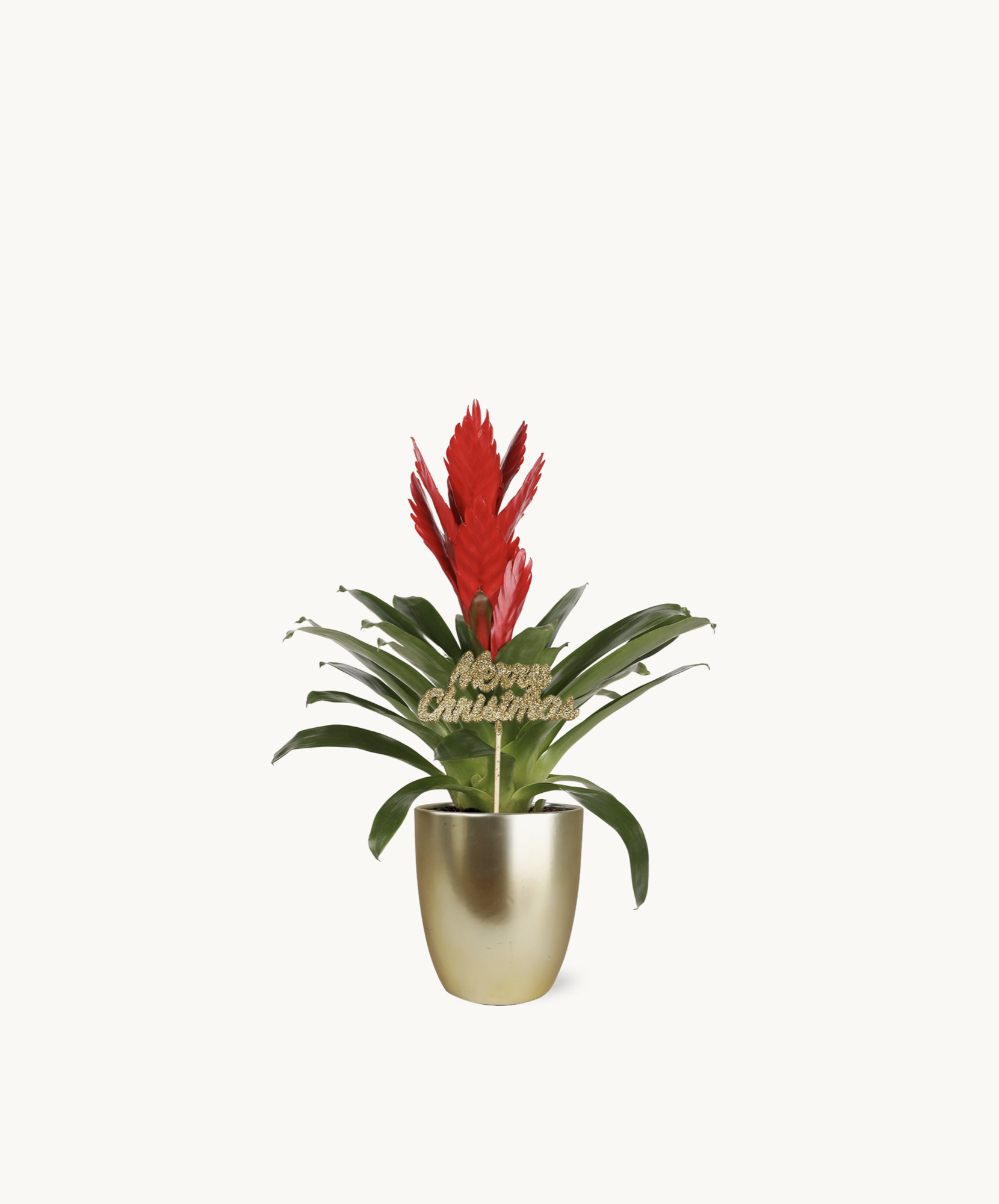 Vibrant red bromeliad plant in a stylish gold pot, perfect for holiday decor.