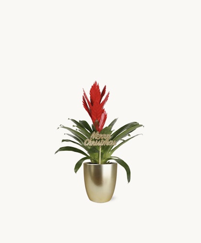 Vibrant red bromeliad plant in a stylish gold pot, perfect for holiday decor.