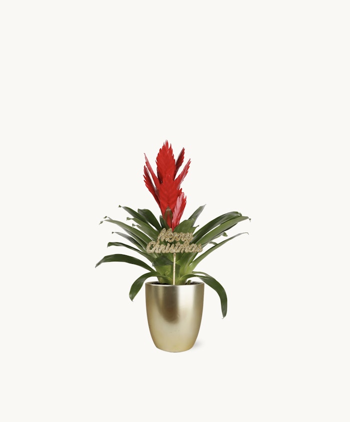 Vibrant red bromeliad plant in a stylish gold pot, perfect for holiday decor.