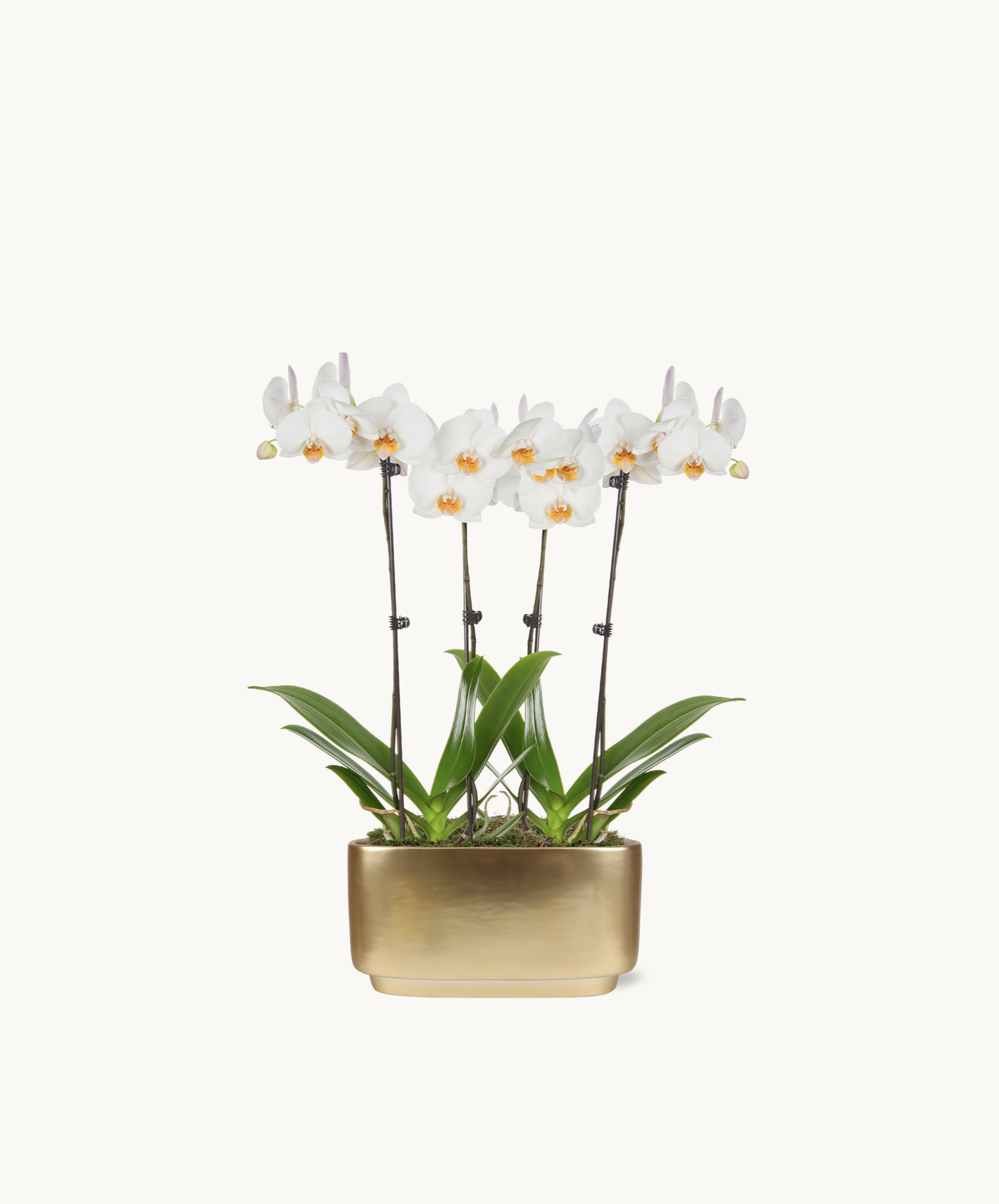 Elegant white orchids in a sleek gold planter, adding sophistication to any space or occasion.