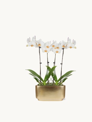 Elegant white orchids in a sleek gold planter, adding sophistication to any space or occasion.