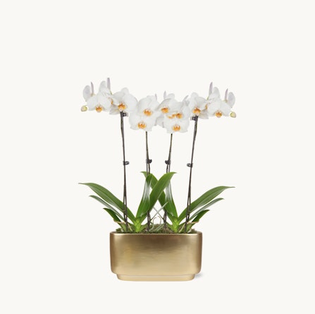 Elegant white orchids in a sleek gold planter, adding sophistication to any space or occasion.