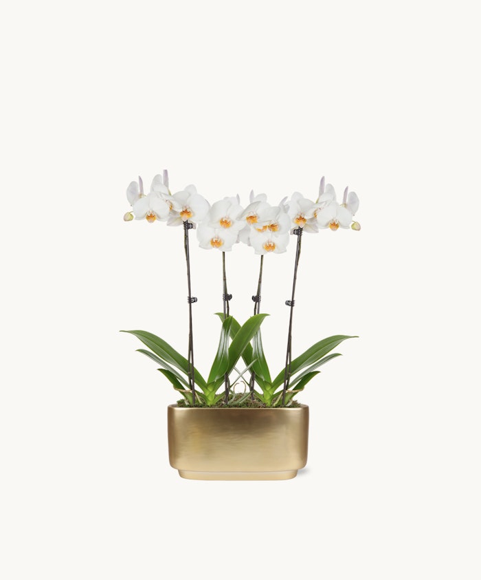 Elegant white orchids in a sleek gold planter, adding sophistication to any space or occasion.