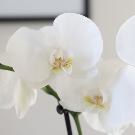 Elegant white orchids with delicate petals, symbolizing purity and beauty in floral decor.