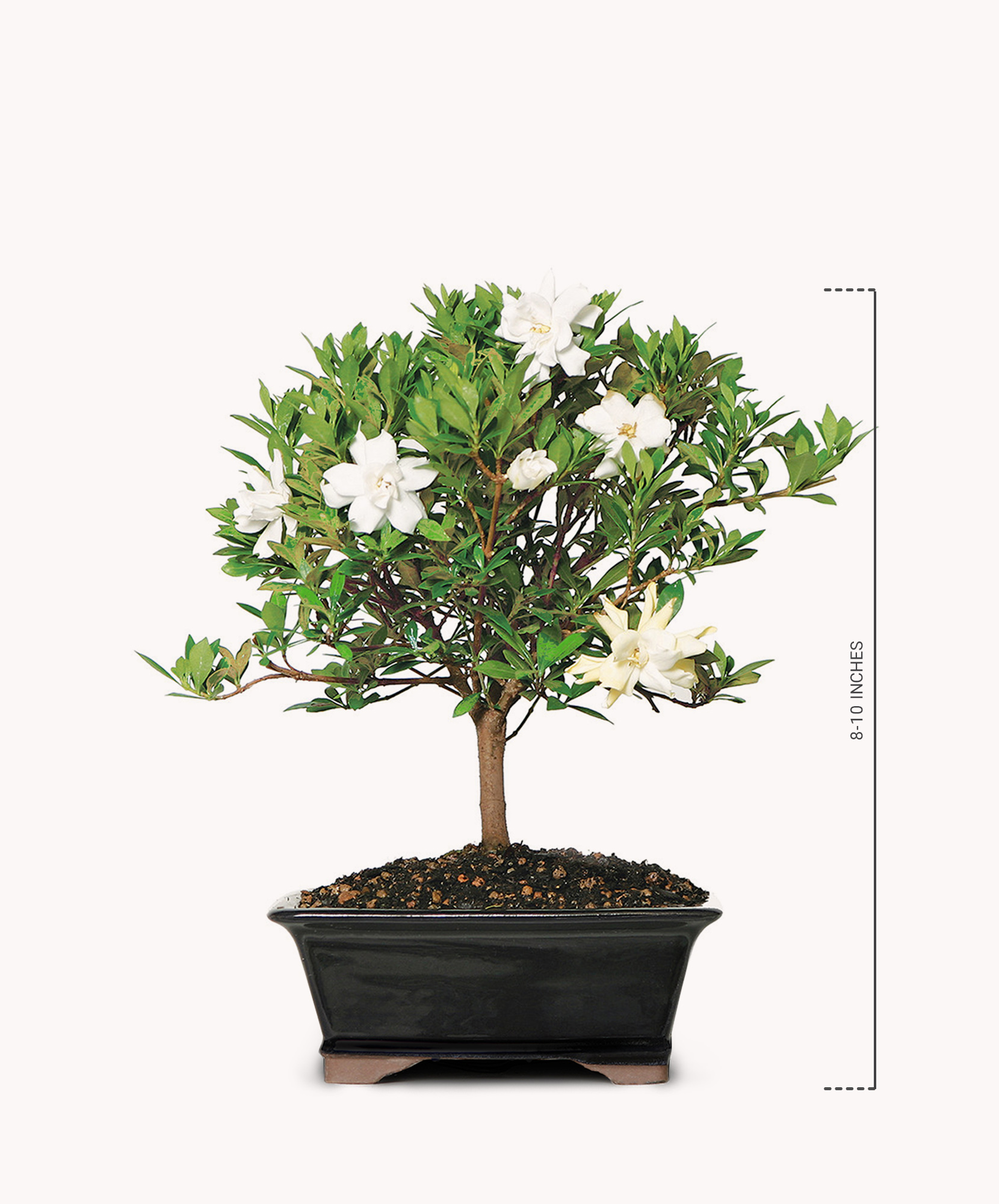 blumentpfe fr olivenbume Olivenbaum :22 H:100 cm - Pflanzen online kaufen