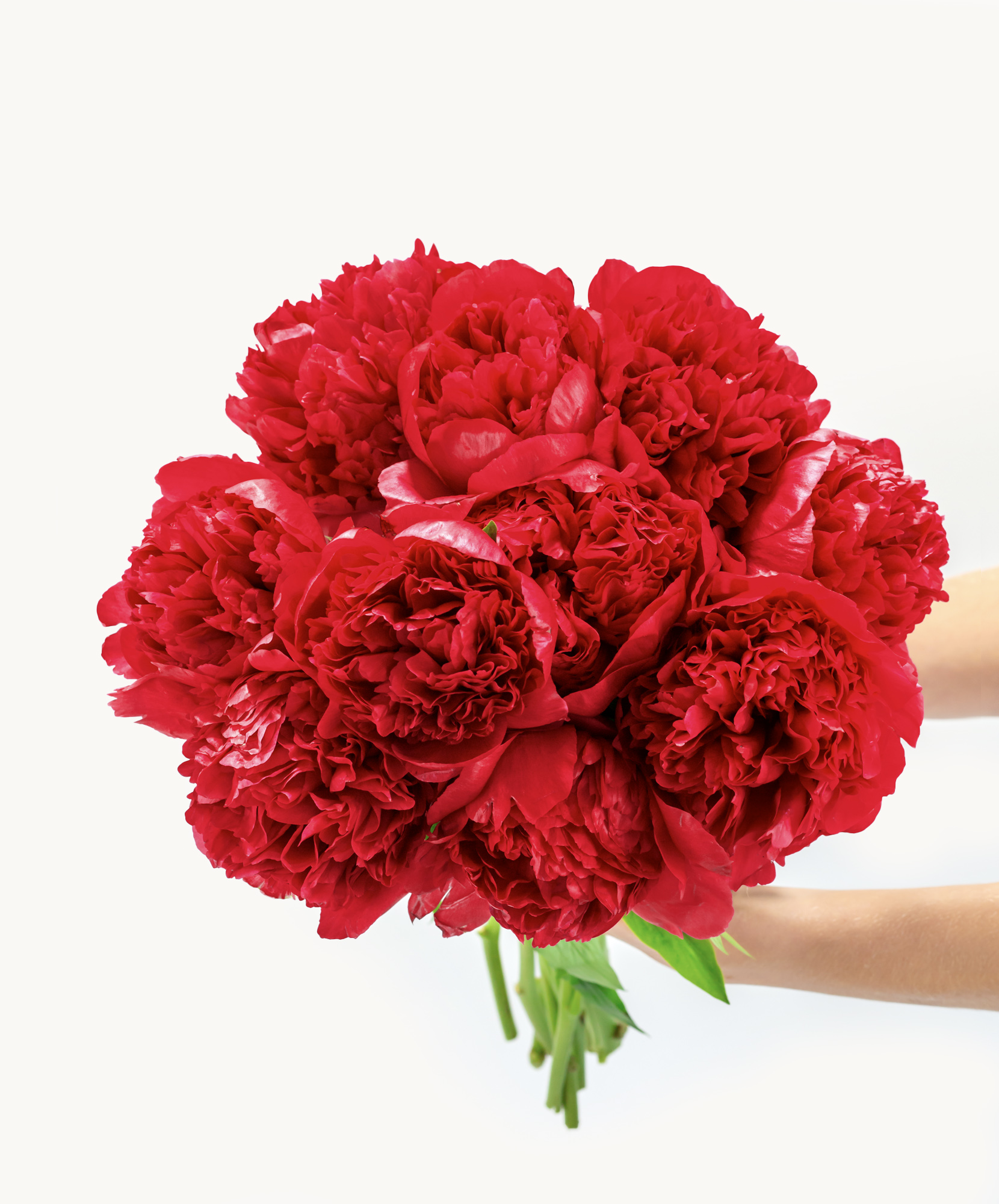 Vibrant red peony bouquet featuring lush blooms, perfect for special celebrations and gifts.