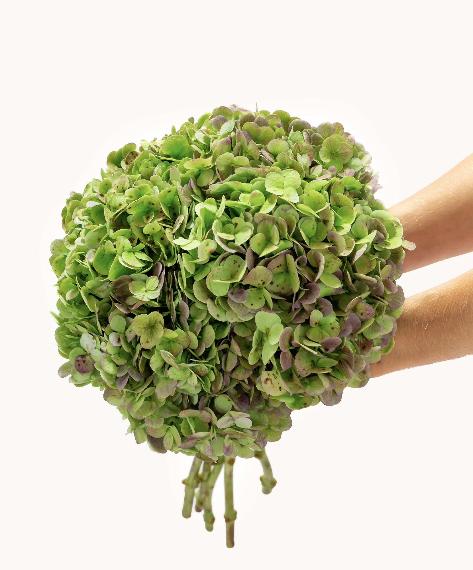 Lush green bouquet featuring layered leaves and delicate blooms, perfect for nature lovers.