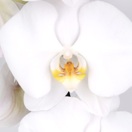 A close-up of a delicate white orchid with a subtle yellow center, showcasing its intricate petals.
