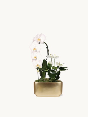 Elegant white orchids in a gold planter, adorned with fresh greenery and moss for a luxurious touch.