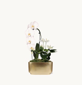 Elegant white orchids in a gold planter, adorned with fresh greenery and moss for a luxurious touch.