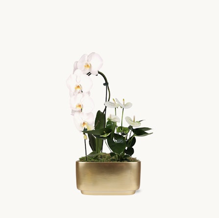 Elegant white orchids in a gold planter, adorned with fresh greenery and moss for a luxurious touch.