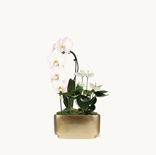 Elegant white orchids in a gold planter, adorned with fresh greenery and moss for a luxurious touch.