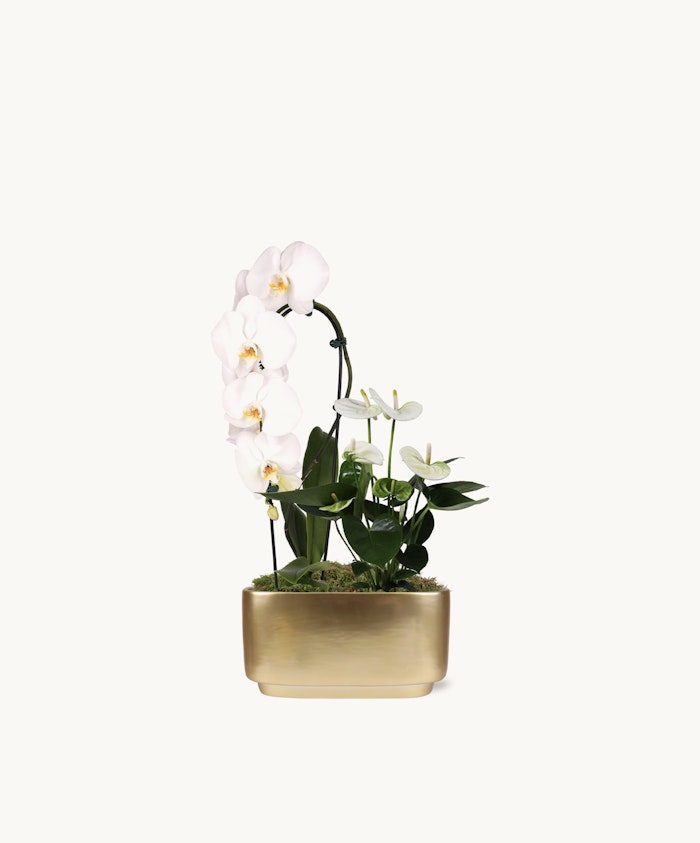 Elegant white orchids in a gold planter, adorned with fresh greenery and moss for a luxurious touch.