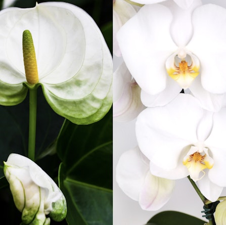 Elegant white orchids and anthuriums showcasing delicate blooms in a vibrant floral display.