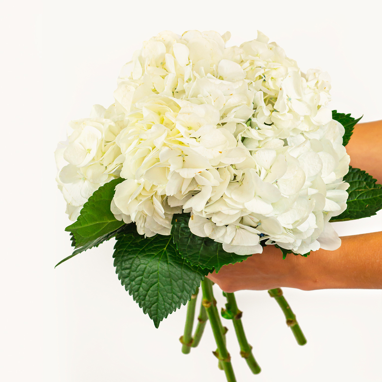 A beautiful white hydrangea bouquet with lush green leaves, perfect for elegant occasions.