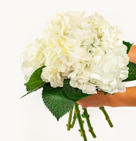 A beautiful white hydrangea bouquet with lush green leaves, perfect for elegant occasions.